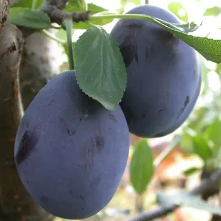 Сливы.
